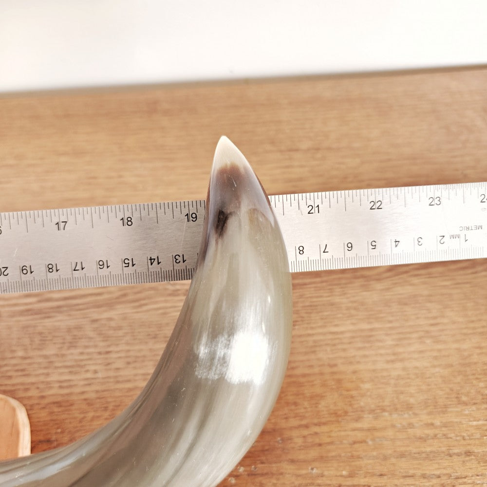 Mounted bull horns|13727